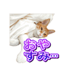 茶白猫・みかんのスタンプ（個別スタンプ：4）