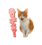 茶白猫・みかんのスタンプ（個別スタンプ：5）