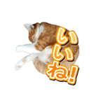 茶白猫・みかんのスタンプ（個別スタンプ：7）