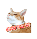 茶白猫・みかんのスタンプ（個別スタンプ：8）