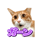 茶白猫・みかんのスタンプ（個別スタンプ：10）