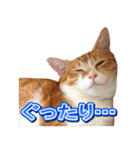 茶白猫・みかんのスタンプ（個別スタンプ：11）