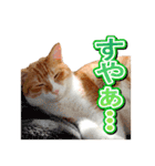 茶白猫・みかんのスタンプ（個別スタンプ：12）