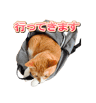 茶白猫・みかんのスタンプ（個別スタンプ：14）