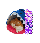 茶白猫・みかんのスタンプ（個別スタンプ：15）