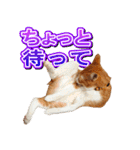 茶白猫・みかんのスタンプ（個別スタンプ：16）