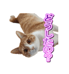茶白猫・みかんのスタンプ（個別スタンプ：17）