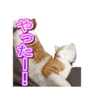 茶白猫・みかんのスタンプ（個別スタンプ：18）