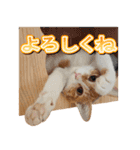 茶白猫・みかんのスタンプ（個別スタンプ：19）