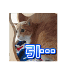 茶白猫・みかんのスタンプ（個別スタンプ：20）