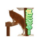 茶白猫・みかんのスタンプ（個別スタンプ：21）