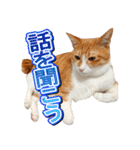 茶白猫・みかんのスタンプ（個別スタンプ：23）