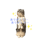 あんずのごあいさつスタンプ（個別スタンプ：5）