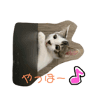 ふぅ＆らぃ（個別スタンプ：1）