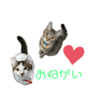 ふぅ＆らぃ（個別スタンプ：3）