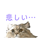 噛みつきキャットらむちゃんの日常（個別スタンプ：13）