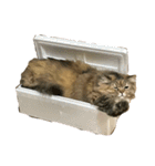 噛みつきキャットらむちゃんの日常（個別スタンプ：18）