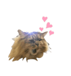 噛みつきキャットらむちゃんの日常（個別スタンプ：20）