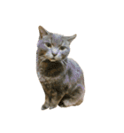噛みつきキャットらむちゃんの日常（個別スタンプ：24）