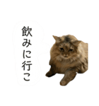 噛みつきキャットらむちゃんの日常（個別スタンプ：27）