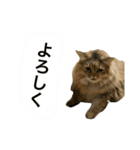 噛みつきキャットらむちゃんの日常（個別スタンプ：32）