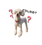 水口家の犬ども（個別スタンプ：1）