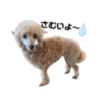 水口家の犬ども（個別スタンプ：2）