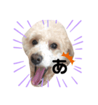 水口家の犬ども（個別スタンプ：5）