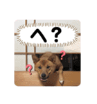 水口家の犬ども（個別スタンプ：6）