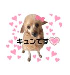 水口家の犬ども（個別スタンプ：7）