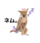 水口家の犬ども（個別スタンプ：9）