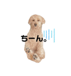 水口家の犬ども（個別スタンプ：11）