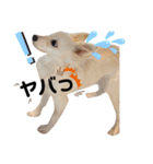水口家の犬ども（個別スタンプ：13）