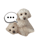 水口家の犬ども（個別スタンプ：15）