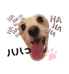 水口家の犬ども（個別スタンプ：16）