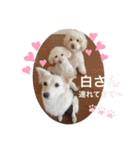 水口家の犬ども（個別スタンプ：19）