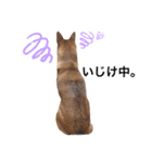 水口家の犬ども（個別スタンプ：20）