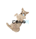 水口家の犬ども（個別スタンプ：23）