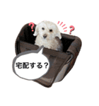 水口家の犬ども（個別スタンプ：24）