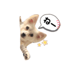 水口家の犬ども（個別スタンプ：27）