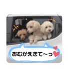 水口家の犬ども（個別スタンプ：28）