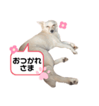 水口家の犬ども（個別スタンプ：29）