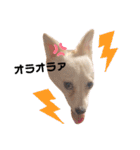 水口家の犬ども（個別スタンプ：30）