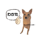 水口家の犬ども（個別スタンプ：31）