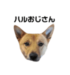 水口家の犬ども（個別スタンプ：32）