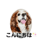 lovely Marble“CavalierK.C.Spaniel”（個別スタンプ：3）