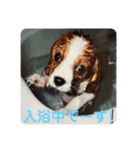 lovely Marble“CavalierK.C.Spaniel”（個別スタンプ：8）