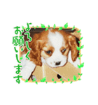 lovely Marble“CavalierK.C.Spaniel”（個別スタンプ：18）