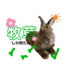 日々こまめ（個別スタンプ：7）