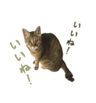 ミルク カギシッポの猫 2（個別スタンプ：1）